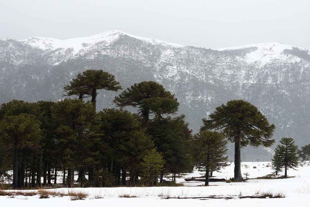 Imagen de un nevado bosque de araucarias en la Reserva Nacional Malalcahuello 