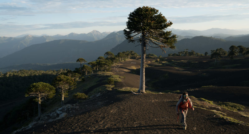 Imagen de una persona realizando trekking en la cima de una de las montañas del Parque Nacional Sollipulli, desde donde puede admirar la belleza de las araucarías que rodean el lugar.