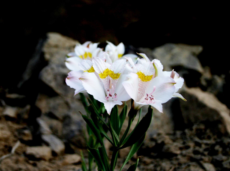 Imagen de una flor blanca tipica del fenómeno del Desierto Florido en el norte de Chile