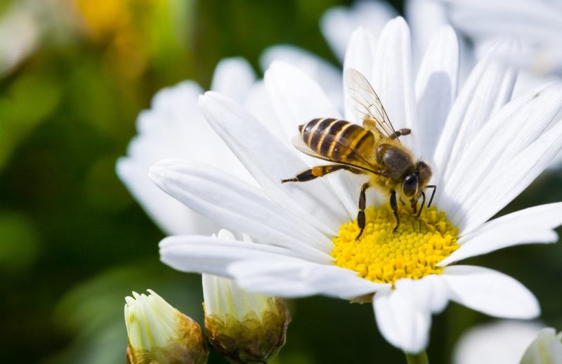 Imagen de una abeja  bebiendo polen