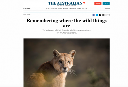 Fotografía de puma - The Australian 